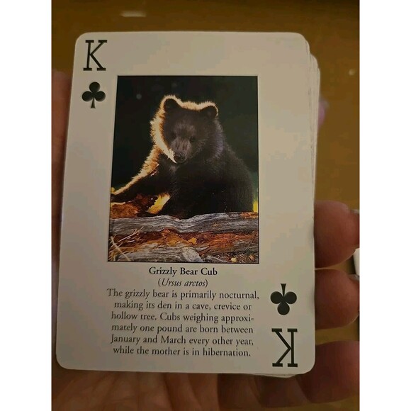 Little Critters Playing Cards Deck, Impact Photographics, 54 Playing Cards - Picture 3 of 7